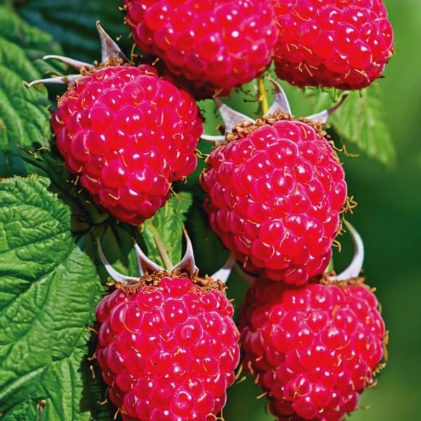 Raspberry fruit deals